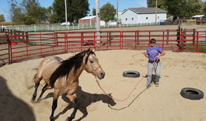 Training Horses 16