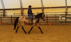 Training Horses 22