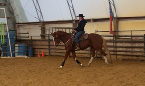 Training Horses 23