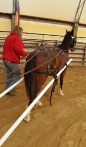 Training Horses 28