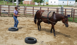 Training Horses 8